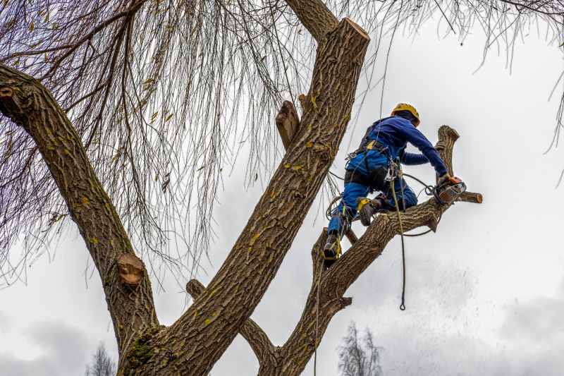 Local Cedar Clearing pros at work