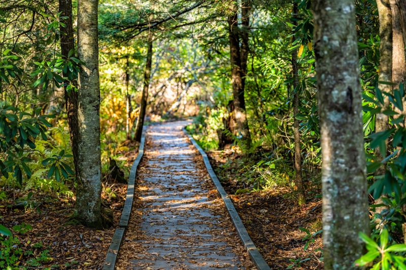 Trail Through Cedar Clearings