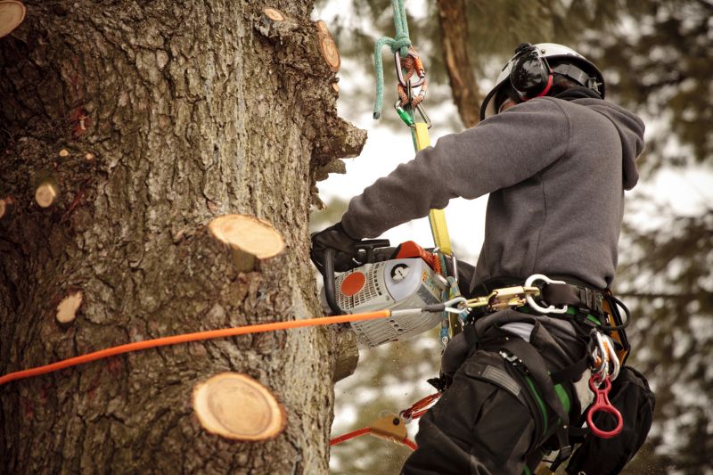 Skilled Arborists